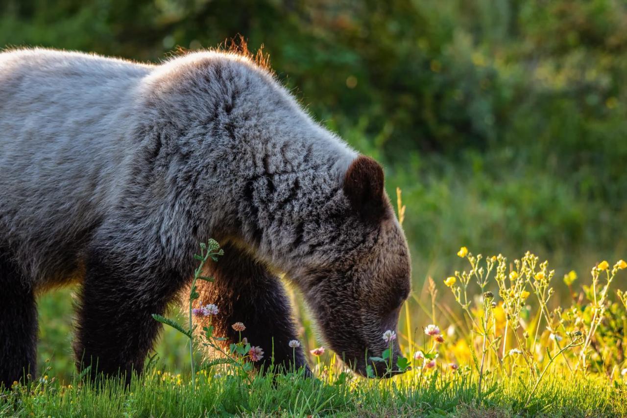 Mount Engadine Lodge Kananaskis ภายนอก รูปภาพ