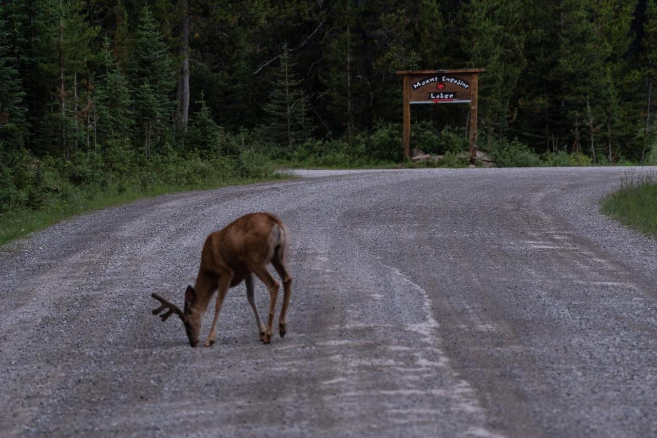 Mount Engadine Lodge Kananaskis ภายนอก รูปภาพ
